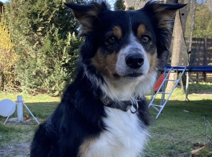 Unser Schulhundteam wächst weiter