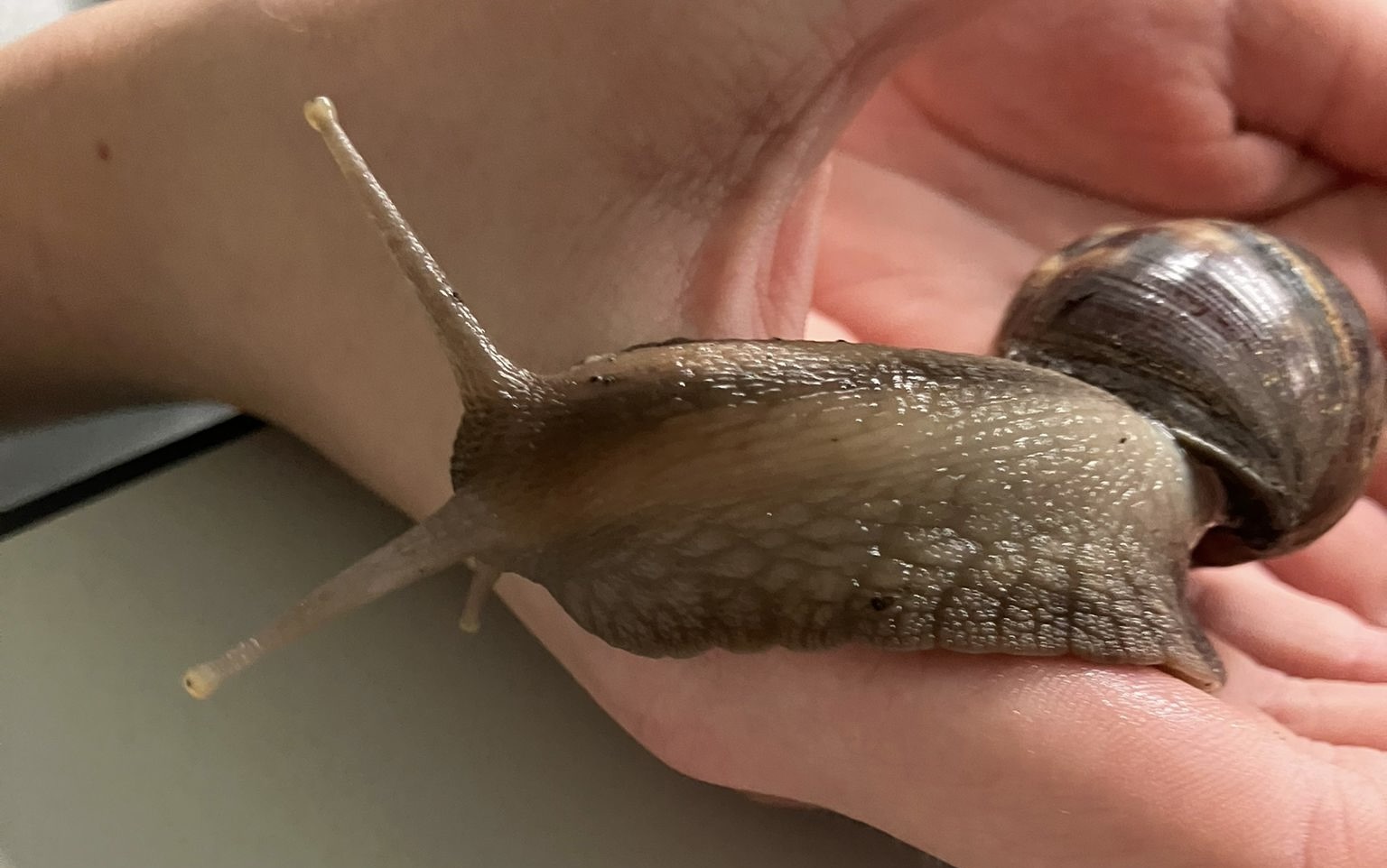 Achatschnecken zu Besuch