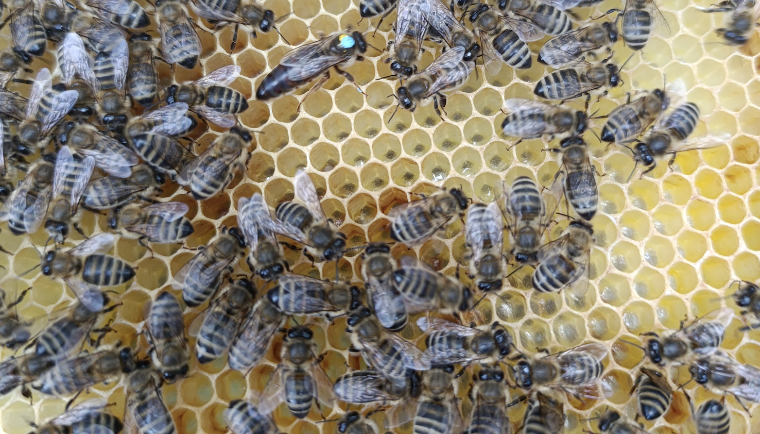Natur hautnah erleben: Marienkäferzucht und Besuch bei den Schulbienen